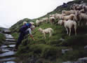 Dr Doolittle