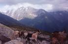 A few more goats