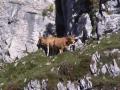 The Picos two-headed cow