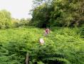 Tall bracken .. what lurks inside?