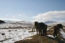 The locals keep a watch on the visitors ....